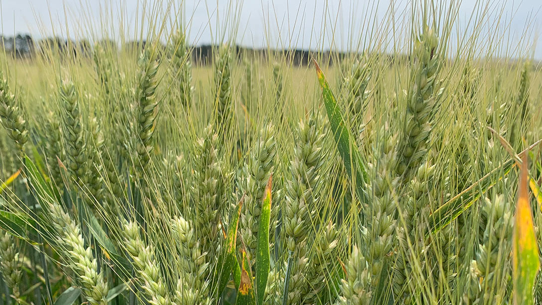 Agricultura